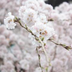 【急募】5日(土)大阪市内でお花見