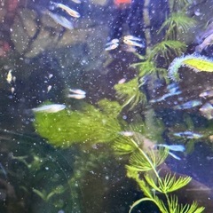 グッピー(熱帯魚)稚魚ガチャ5匹300円の画像