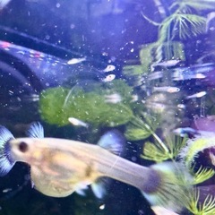 グッピー(熱帯魚)稚魚ガチャ5匹300円の画像