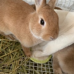 ネザーランドドワーフ