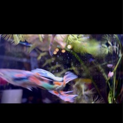 値下げ)熱帯魚　エンドラーズライブベアラー