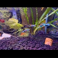 値下げ)熱帯魚　エンドラーズライブベアラーの画像