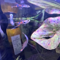 値下げ)熱帯魚　エンドラーズライブベアラーの画像