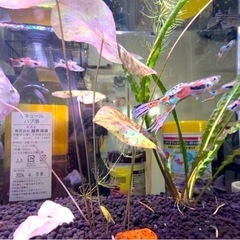 値下げ)熱帯魚　エンドラーズライブベアラーの画像