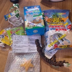 やどかり飼育セット