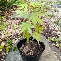 【植物】紅葉 2種 イロハモミジ ノムラモミジ