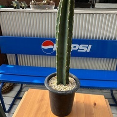 柱サボテン🌵