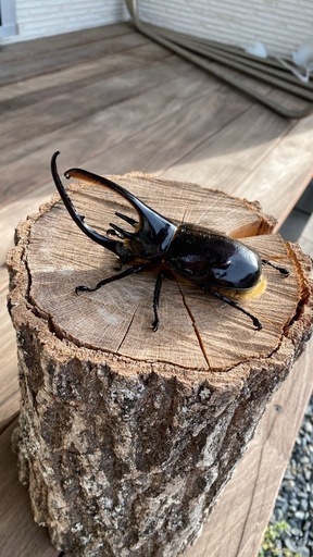 ネプチューンオオカブト120ミリ