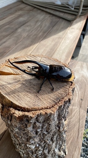 ネプチューンオオカブト125ミリ