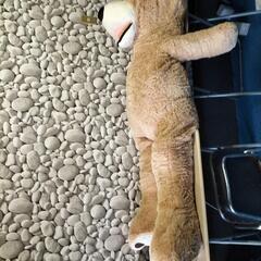 クマちゃんのぬいぐるみの画像