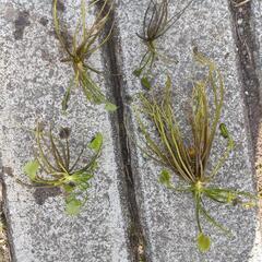 　ガガブタ×4株　水草　ウキクサ　メダカ　 苗の画像