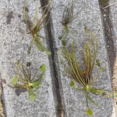 　ガガブタ×4株　水草　ウキクサ　メダカ　 苗の画像