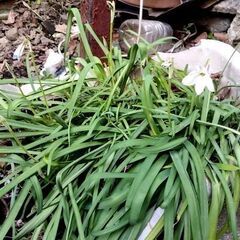 ニラに似た植物0円の画像