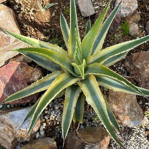 多肉植物：アガベ アメリカーナ 'コーネリアス'*幅56cm 現品