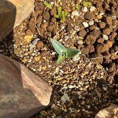 アガベ　エクスパンサパリーダ　子株の画像