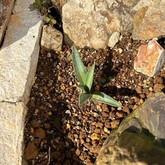 アガベ　エクスパンサパリーダ　子株の画像