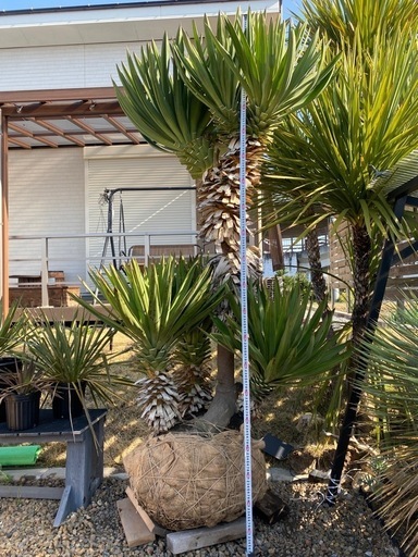 ユッカグロリオサ、7ヘッド！