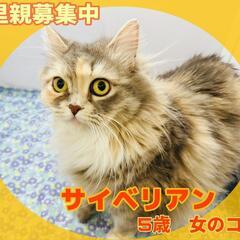 【トライアル予定】募集一時停止😻サイベリアン😻あんこちゃん🎂20...