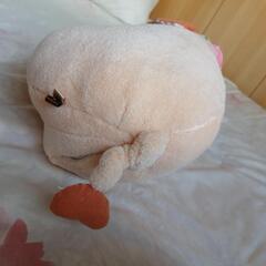 ブタちゃんの画像