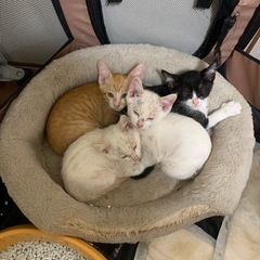 子猫