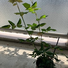 四季咲きバラ　素敵な香り、いろいろありますの画像