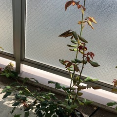 四季咲きバラ　素敵な香り、いろいろありますの画像