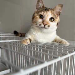 里親さん決まりました　ゴロゴロすりすり三毛猫ちゃん