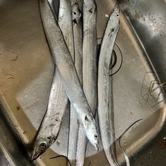 釣り仲間募集の画像