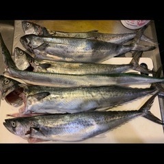 釣り仲間募集の画像