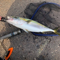 釣り仲間募集の画像