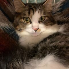 モフモフとってもかわいい小さめ猫さん - 伊豆の国市