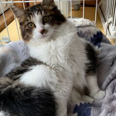 モフモフとってもかわいい小さめ猫さん - 猫