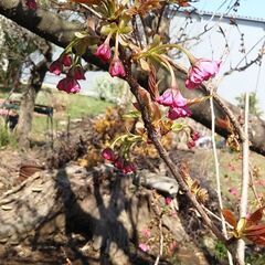 八重桜の画像