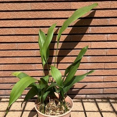 無農薬　ハラン　葉欄