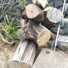 切り株差し上げます（4月中）の画像