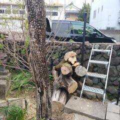 切り株差し上げます（4月中）の画像