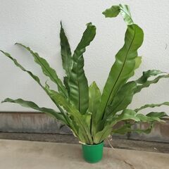 観葉植物　オオタニワタリ