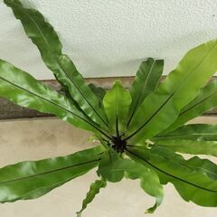観葉植物　オオタニワタリの画像