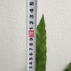 観葉植物　オオタニワタリの画像