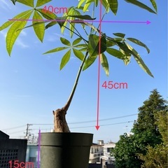 植物はパキラですの画像
