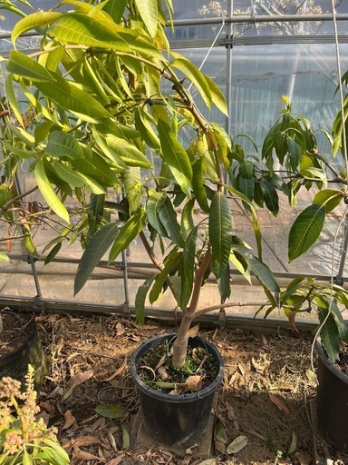 【マンゴー苗木】金煌　成木