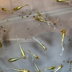 エメキン　マリアージュキッシングワイドフィンエメラルドフィン　の画像