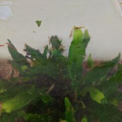 ヌマエビとメダカの交換希望