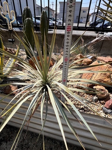 ユッカ　ロストラータ3