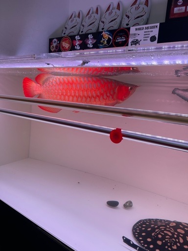 アロワナ