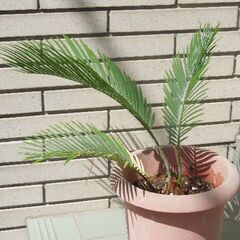 ソテツ鉢植えの画像