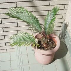 ソテツ鉢植えの画像