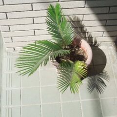 ソテツ鉢植えの画像
