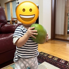 【マンゴー苗木】キーツの画像