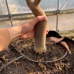 【マンゴー苗木】紅象牙の画像